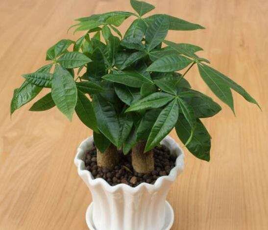 新手养花，不如养盆花中精品“发财树”，丰腴婀娜，娇俏精致